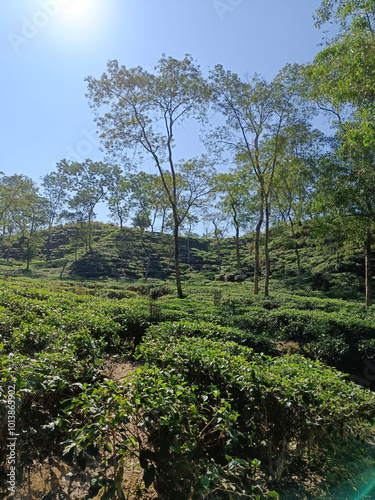 Tea garden at Sylhet photo