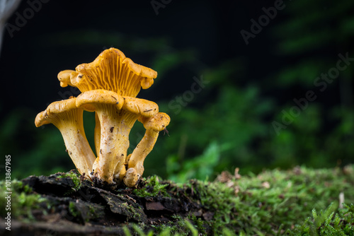 mushroom Cantharellus cibarius in the moss in the forest