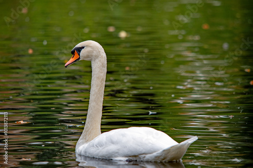 Ein weißer Schwan auf dem Wasser