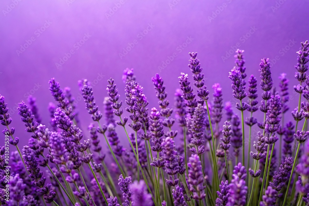 Fototapeta premium Bird's eye view of lavender purple background wallpaper