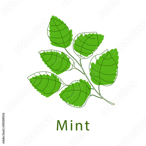 Mint leaves in a modern style on a white background. Vector illustration