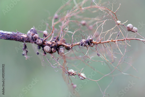 Root nodules for nitrogen fixation formed by Rhizobium bacteria on the roots of soybean plant.