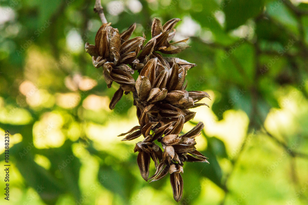 close-up: dry seed capsules of paulownia with large heart shaped leaves close-up: dry seed capsules of paulownia with large heart shaped leaves