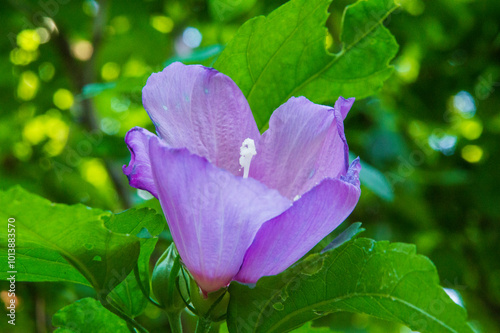 close-up: blue bird cultivar of syrian ketmia blue-violet flowers with maroon center with green buds