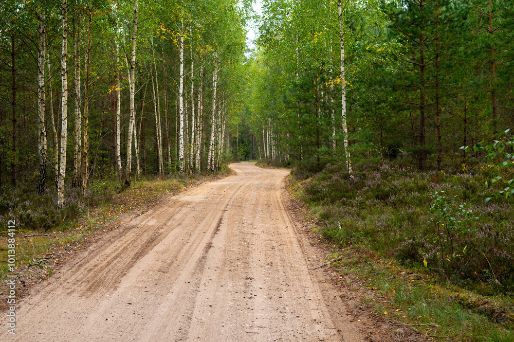 Scenic Dirt Road Through Green Forest Pathway Scenic Dirt Road Through Green Forest Pathway