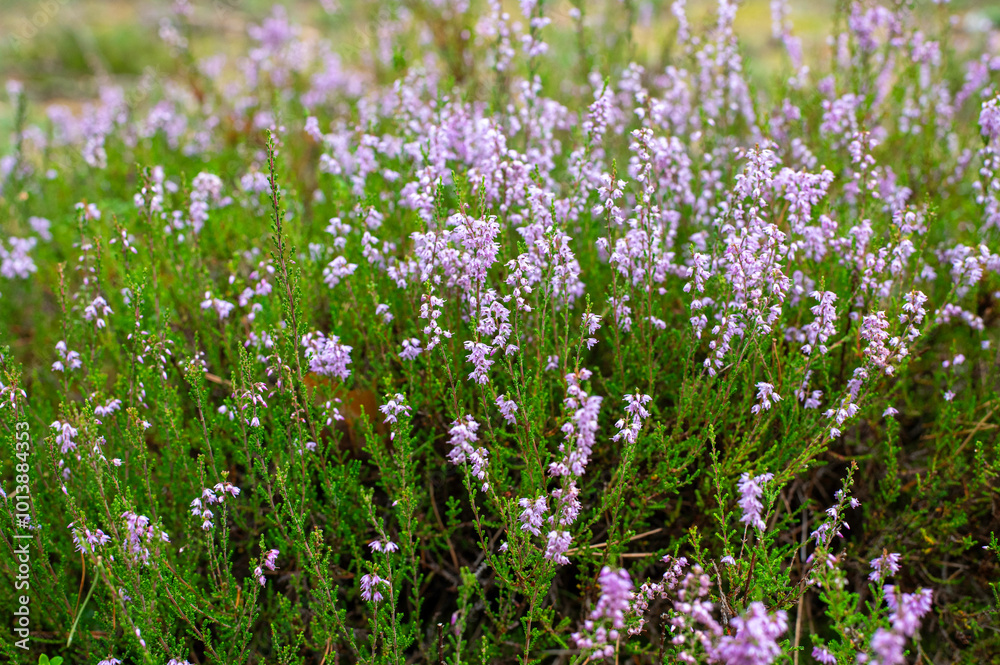 Fototapeta premium Vibrant Heather Plants in Bloom on a Sunny Day