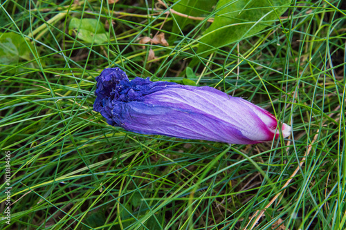 close-up: blue bird cultivar of syrian ketmia blue-violet flowers with maroon center on the grass