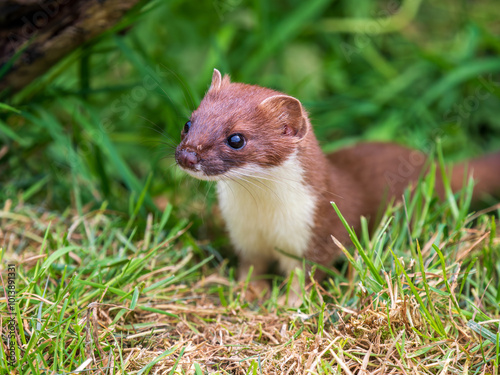 Close-up of a Stoat in Grass