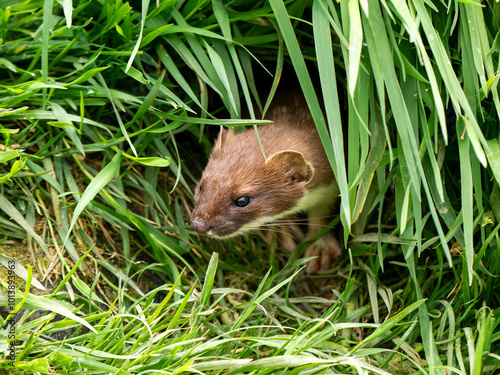 Close-up of a Stoat in Grass