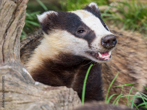 Badger ( Meles meles ) in Grass