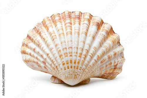 seashell isolated