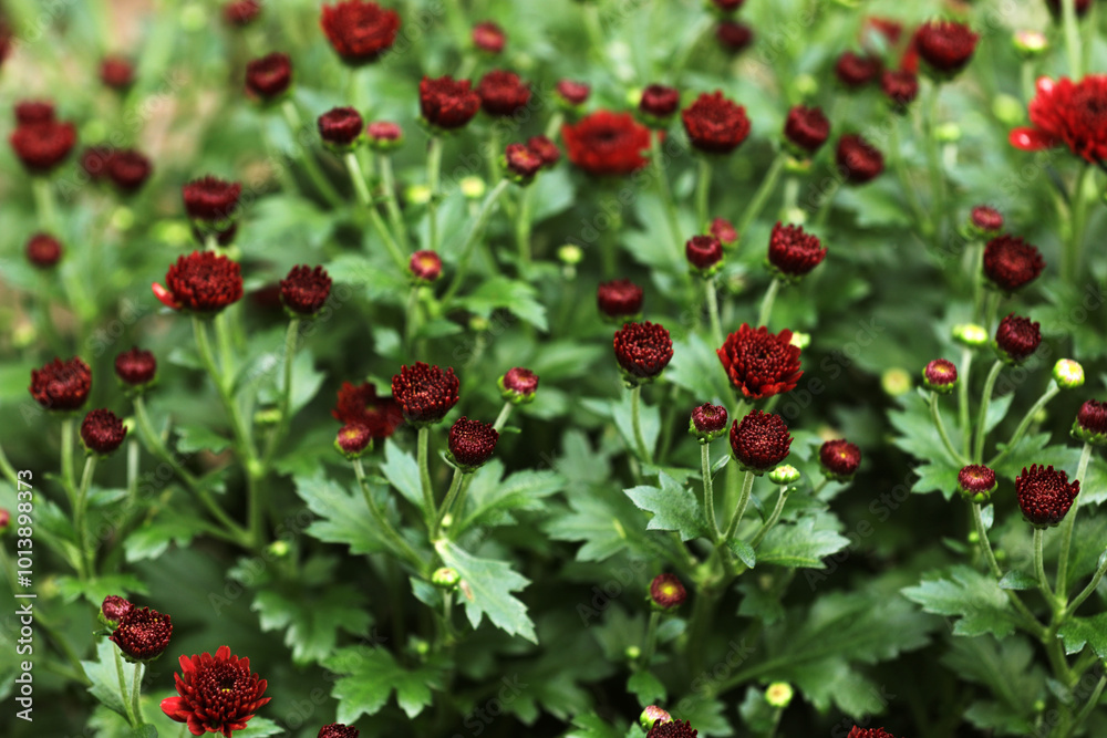 Fototapeta premium Blooming chrysanthemums in autumn in a garden