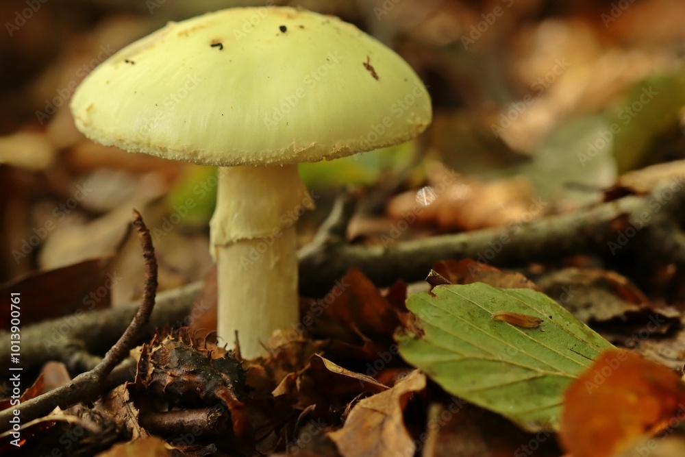 Gelber Knollenblätterpilz (Amanita citrina) Gelber Knollenblätterpilz (Amanita citrina)