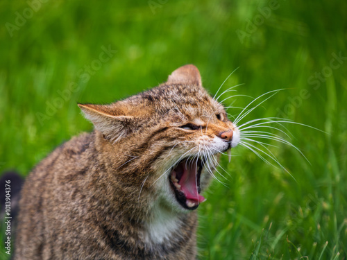 Wallpaper Mural Female Scottish Wildcat Yawning Showing Teeth Torontodigital.ca