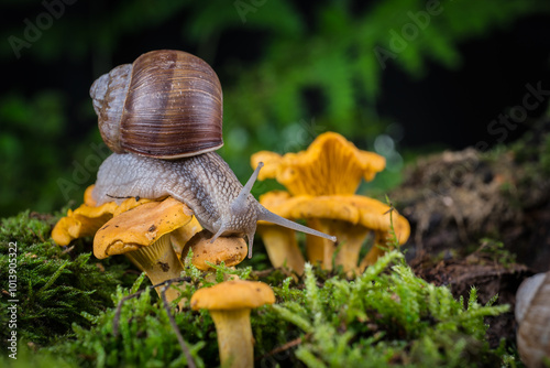 garden snail on moss in forest with mushroom photo