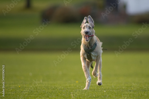 Fotografie The majestic Irish Wolfhound walks runs along the open autumn fields in a public park, lined with tall grass and trees