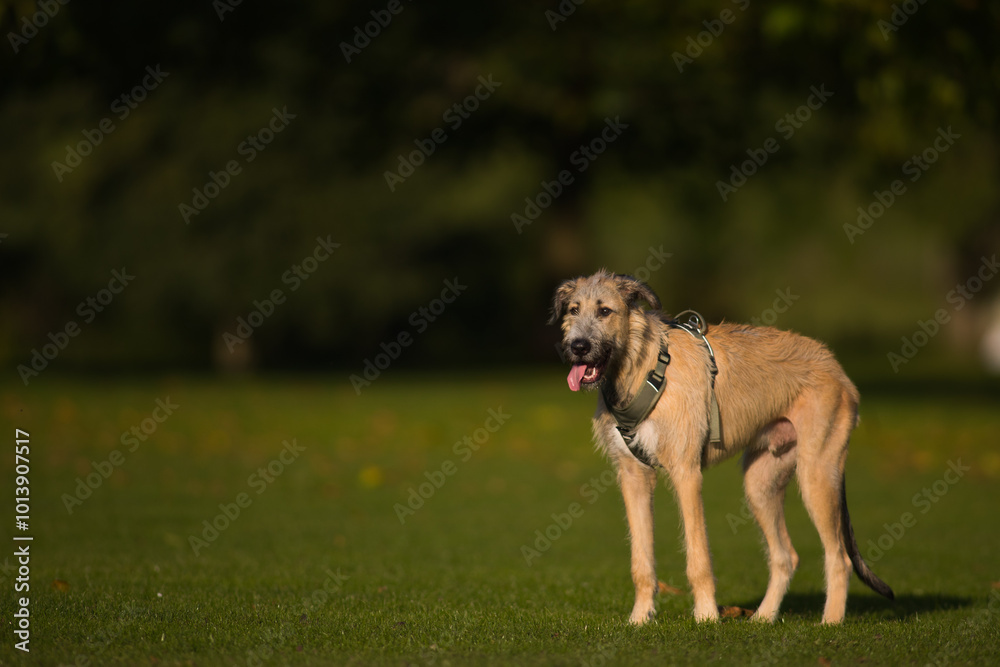 The majestic Irish Wolfhound walks runs along the open autumn fields in a public park, lined with tall grass and trees. View the camera. Close-up. Head on The majestic Irish Wolfhound walks runs along the open autumn fields in a public park, lined with tall grass and trees. View the camera. Close-up. Head on