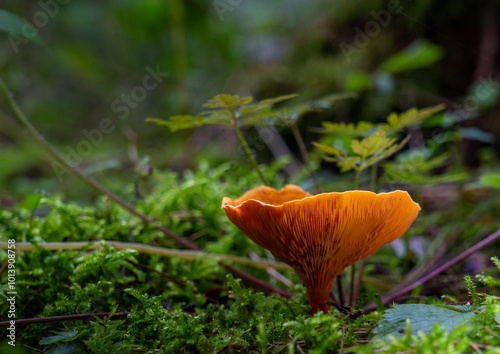 Waldboden bedecken Pilze ihre leuchtenden Farben kontrastieren mit den gefallenen Blättern. Die magische Atmosphäre wird durch das gefleckte Sonnenlicht, das durch das Blätterdach filtert, verstärkt. photo