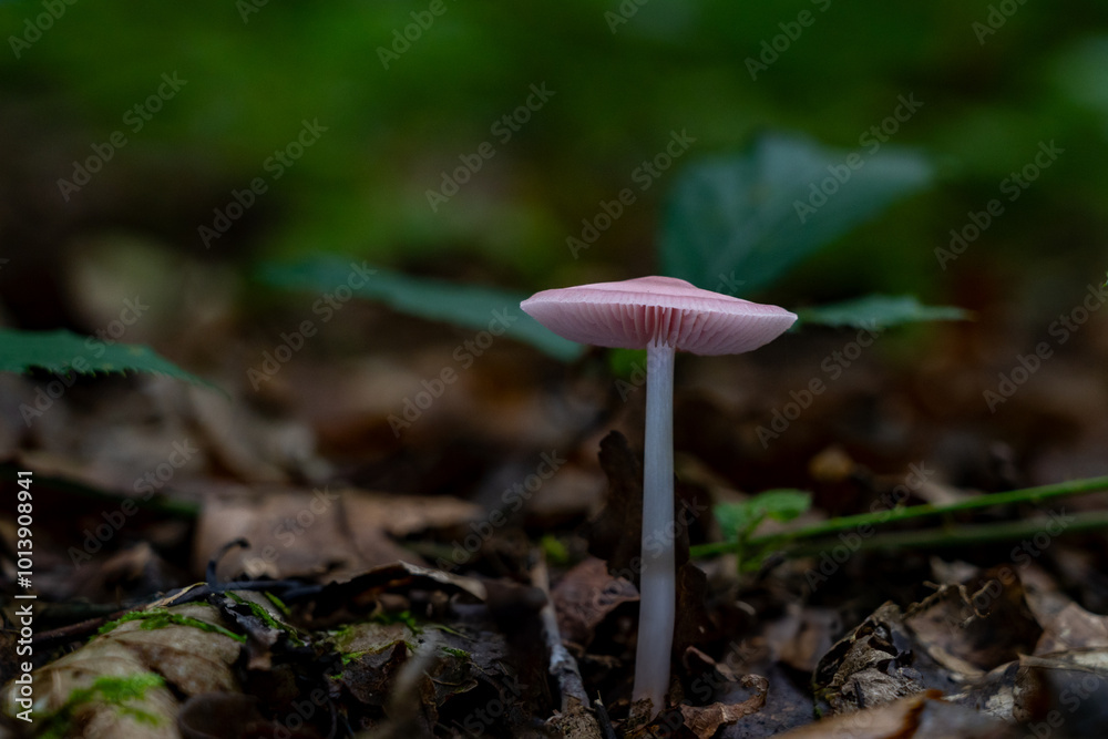 Waldboden bedecken Pilze ihre leuchtenden Farben kontrastieren mit den gefallenen Blättern. Die magische Atmosphäre wird durch das gefleckte Sonnenlicht, das durch das Blätterdach filtert, verstärkt. Waldboden bedecken Pilze ihre leuchtenden Farben kontrastieren mit den gefallenen Blättern. Die magische Atmosphäre wird durch das gefleckte Sonnenlicht, das durch das Blätterdach filtert, verstärkt.