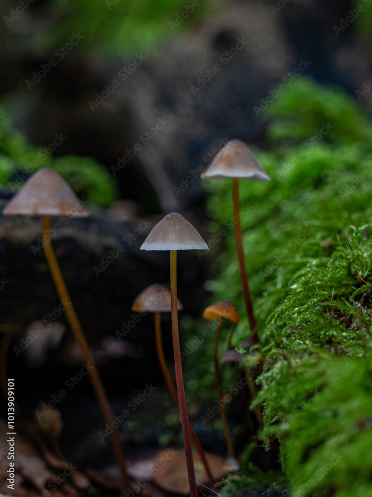 Waldboden bedecken Pilze ihre leuchtenden Farben kontrastieren mit den gefallenen Blättern. Die magische Atmosphäre wird durch das gefleckte Sonnenlicht, das durch das Blätterdach filtert, verstärkt.