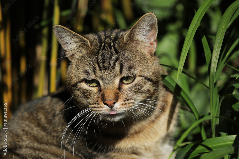 Cat lying in the grass on a meadow Cat lying in the grass on a meadow