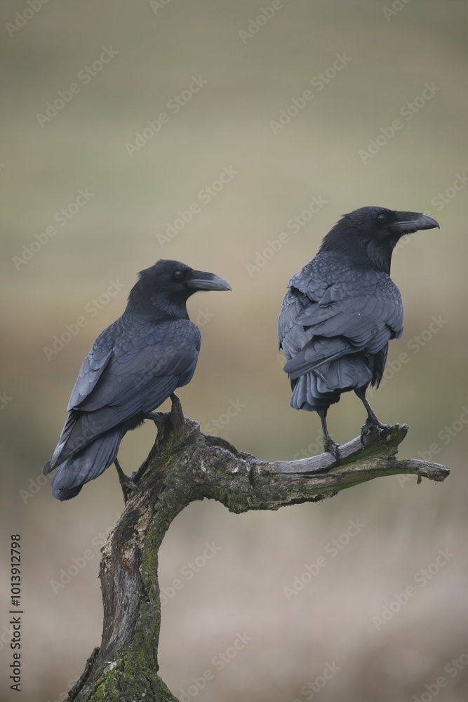 Obraz premium Common or Northern Ravens (Corvus corax)