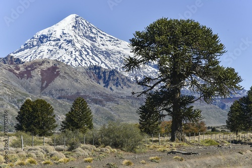 Принти на полотні Snow-covered volcano Lanin and monkey puzzle tree (Araucaria araucana), between