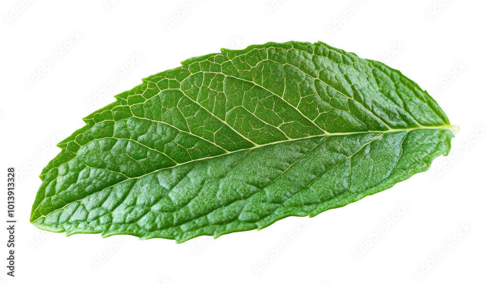 Obraz premium Fresh green leaf with deep veins and texture