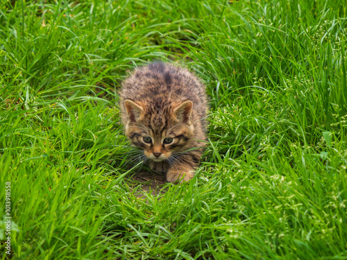 Photography Scottish Wildcat Kitten Playing in Grass