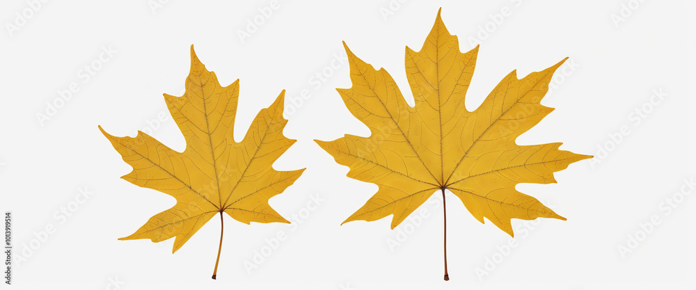 Create an image of a vibrant collection of autumn leaves in shades of red, orange, and yellow, scattered naturally with no background Create an image of a vibrant collection of autumn leaves in shades of red, orange, and yellow, scattered naturally with no background