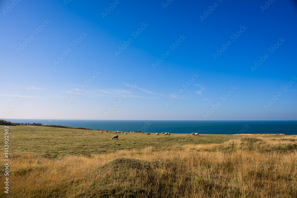 Les moutons de Cap Gris Nez dans le Pas de Calais Les moutons de Cap Gris Nez dans le Pas de Calais