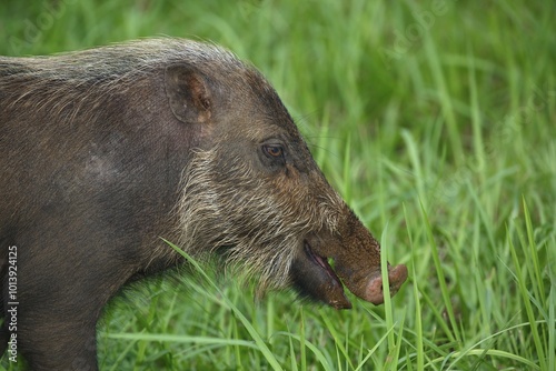 Bornean bearded pig (Sus barbatus), Bako National Park, Sarawak, Borneo, Malaysia, Asia photo