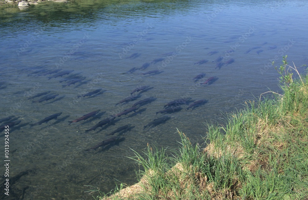 Sockeye salmon (Oncorhynchus nerka), Alaska, North America Sockeye salmon (Oncorhynchus nerka), Alaska, North America