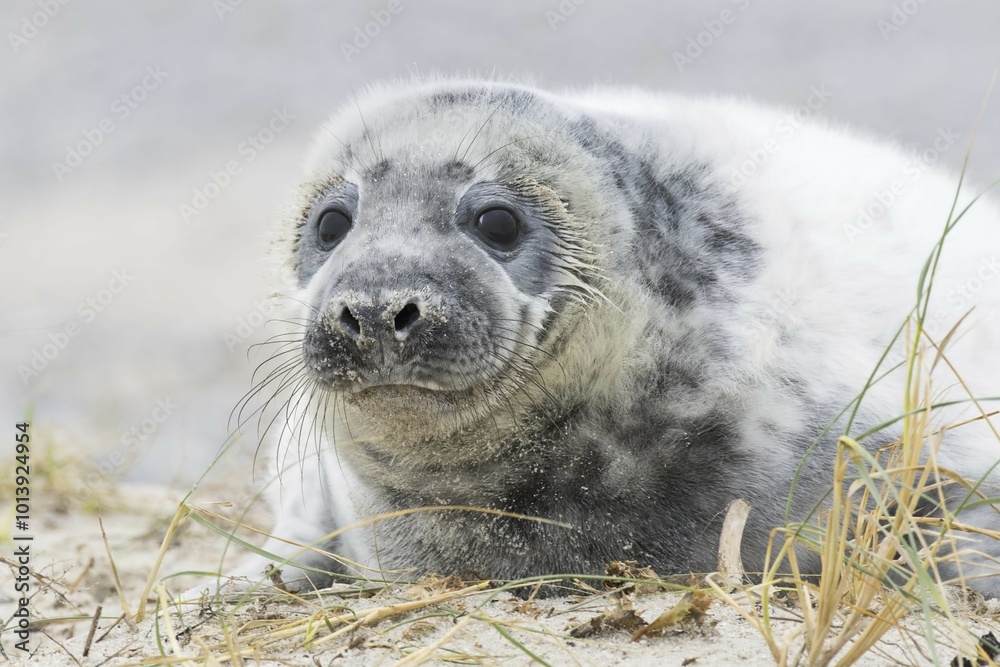 Obraz premium Grey seal (Halichoerus grypus), pup, portrait, Heligoland, Schleswig-Holstein, Germany, Europe