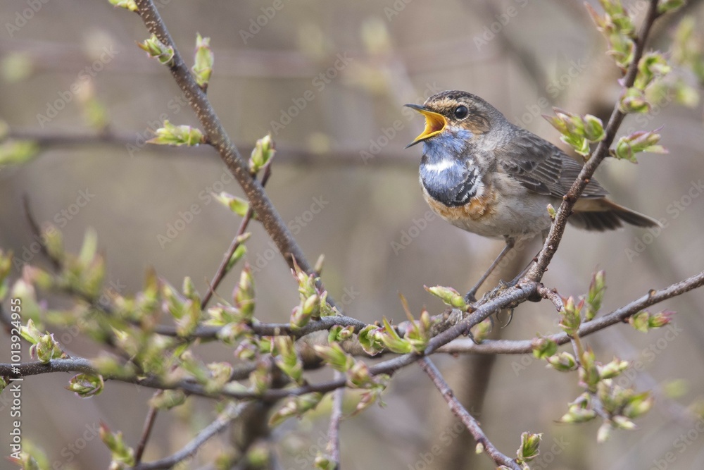 Fototapeta premium Bluethroat (Luscinia svecica) sitting on a branch, singing, Emsland, Lower Saxony, Germany, Europe