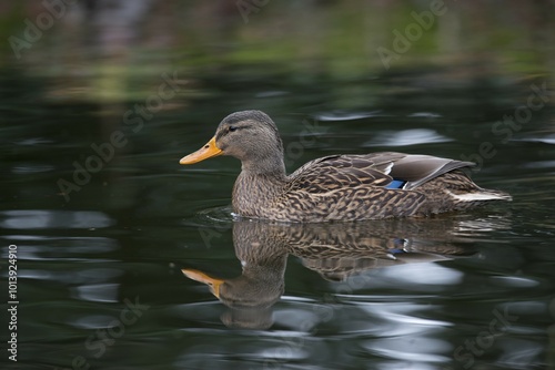 Mallard (Anas platyrhinchos), Emsland, Lower Saxony, Germany, Europe photo