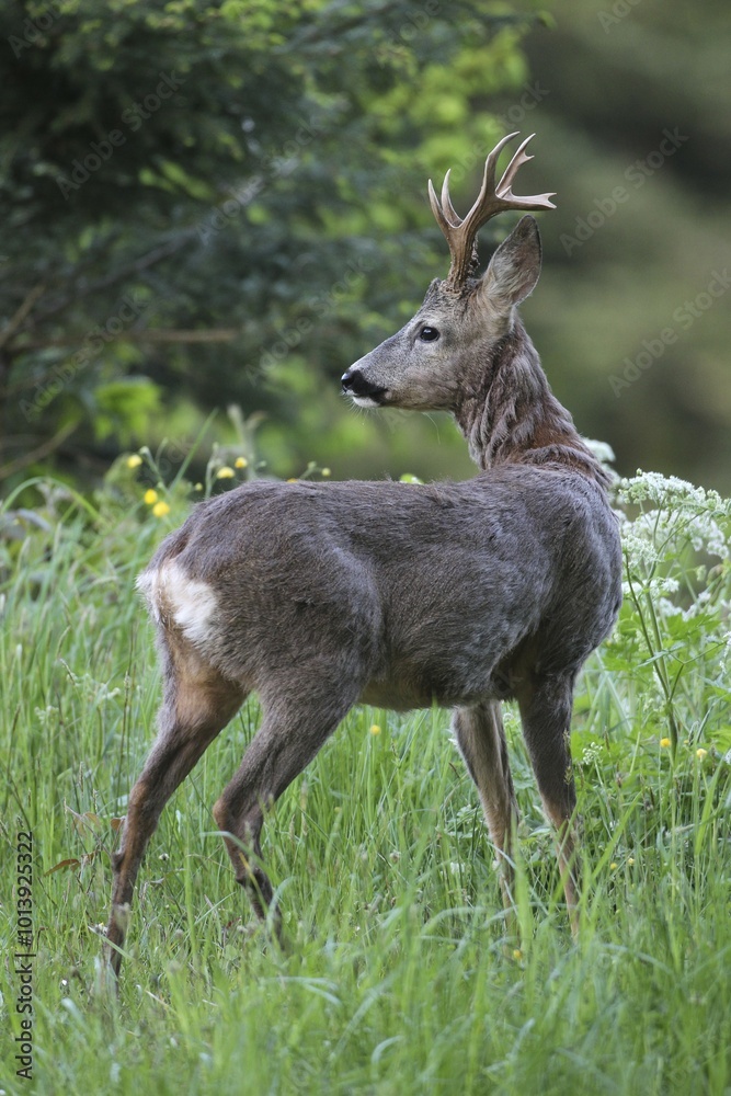Roe deer (Capreolus capreolus), with three-pointed antler, transition from grey winter coat to red summer coat, Lower Austria, Austria, Europe