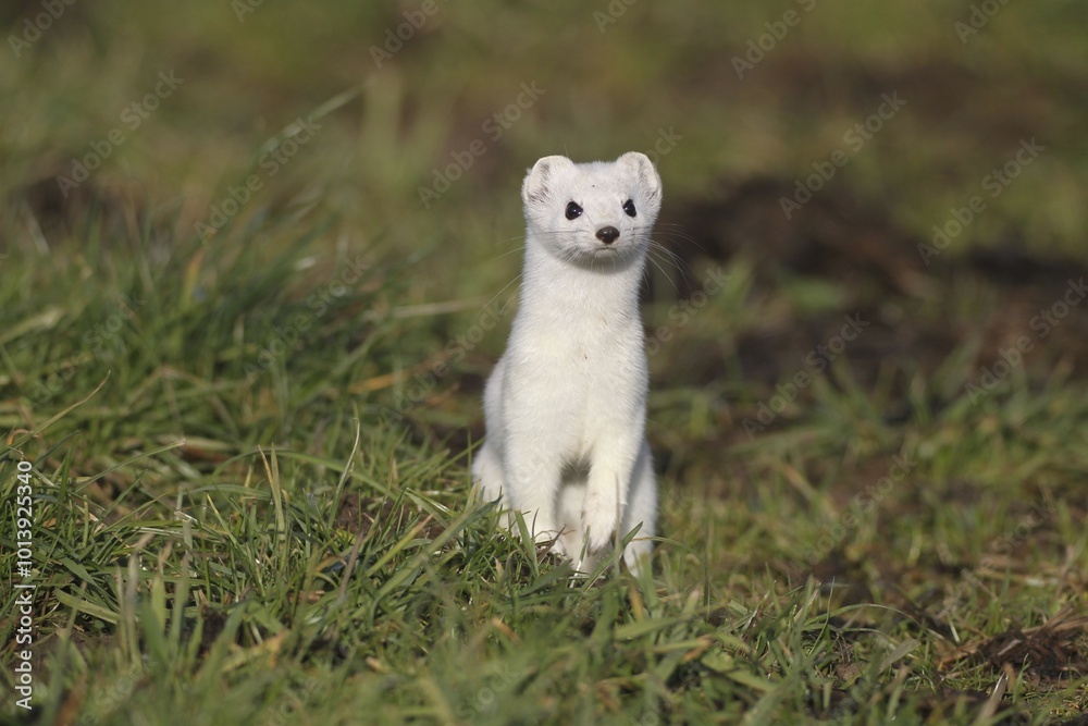 Stoat or Ermine (Mustela erminea) with white winter fur, Bavaria, Germany, Europe Stoat or Ermine (Mustela erminea) with white winter fur, Bavaria, Germany, Europe