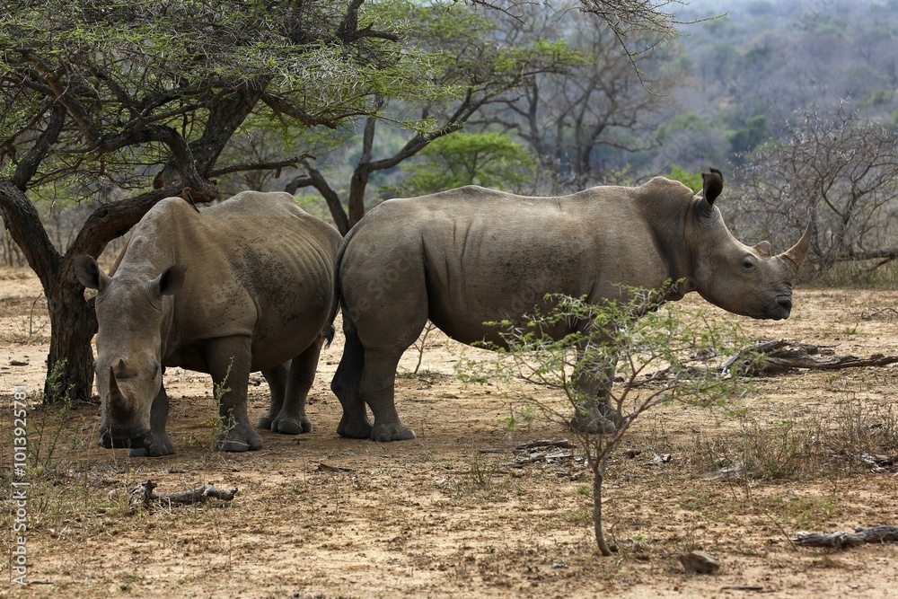 Obraz premium White Rhinoceros (Ceratotherium simum), Hluhluwe-Imfolozi National Park, Province of KwaZulu-Natal, South Africa, Africa