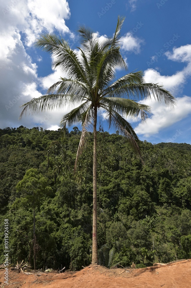 Obraz premium Palm tree by the roadside, Ko Samui, Thailand, Asia
