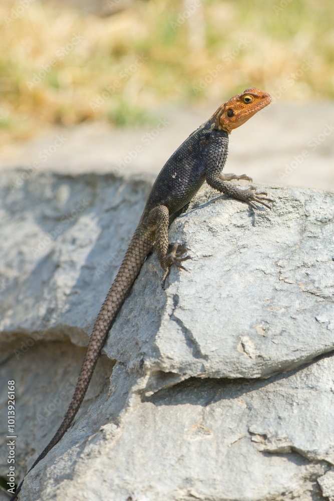Agama (Agama agama), Windhoek, Namibia, Africa Agama (Agama agama), Windhoek, Namibia, Africa