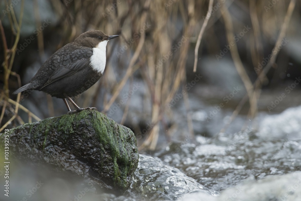 White-throated Dipper (Cinclus cinclus), sitting on a stone in a stream, Emsland, Lower Saxony, Germany, Europe White-throated Dipper (Cinclus cinclus), sitting on a stone in a stream, Emsland, Lower Saxony, Germany, Europe