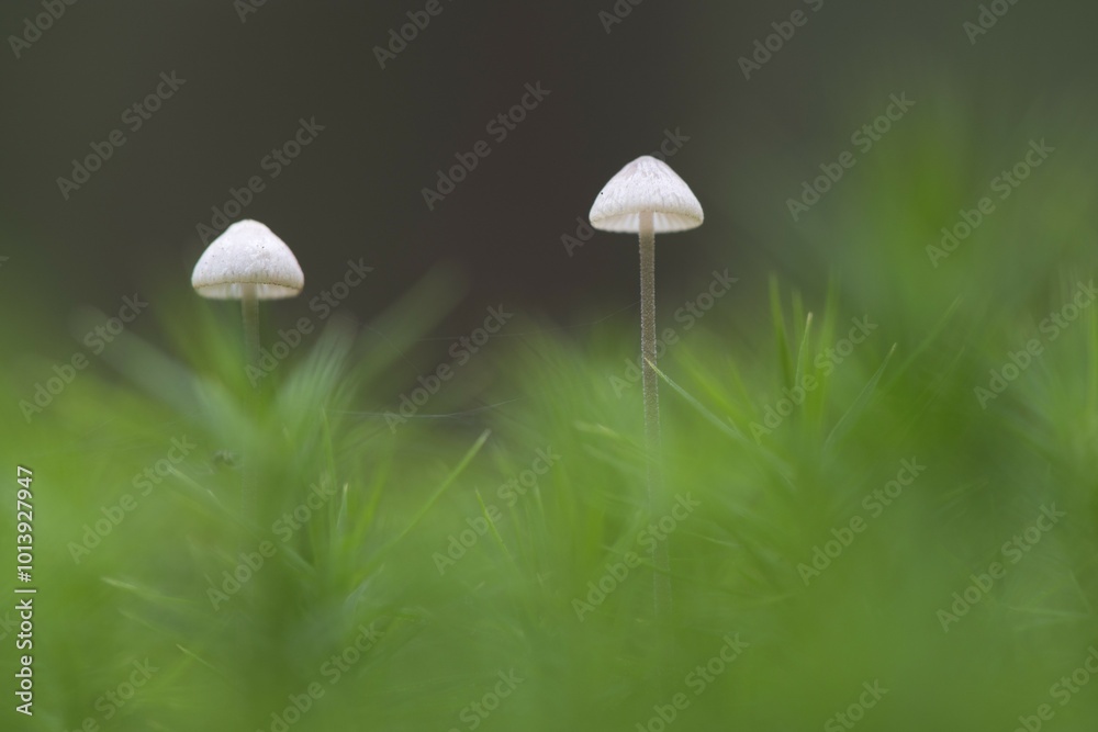 Mycena (Mycena sp.), Emsland, Lower Saxony, Germany, Europe Mycena (Mycena sp.), Emsland, Lower Saxony, Germany, Europe