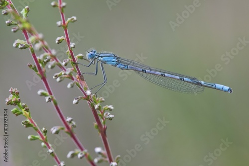 Azure damselfly (Coenagrion puella) at Heather (Calluna vulgaris), Emsland, Lower Saxony, Germany, Europe photo