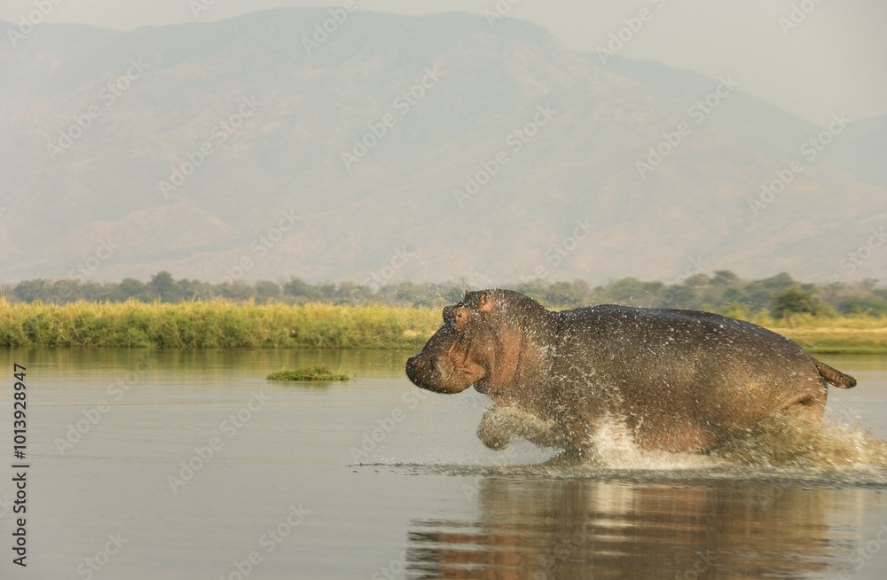 custom made wallpaper toronto digitalHippopotamus (Hippopotamus amphibius), bull running in the shallow water in the Zambezi River, Lower Zambezi National Park, Zambia, Africa
