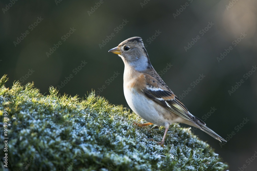 Brambling (Fringilla montifringilla), Lower Saxony, Germany, Europe Brambling (Fringilla montifringilla), Lower Saxony, Germany, Europe