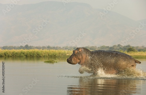 фотографія Hippopotamus (Hippopotamus amphibius), bull running in the shallow water in the