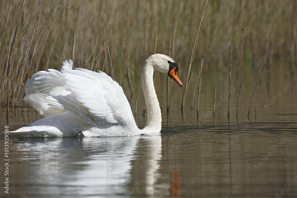 Mute swan (Cygnus olor) in the water, courtship, Schleswig-Holstein, Germany, Europe Mute swan (Cygnus olor) in the water, courtship, Schleswig-Holstein, Germany, Europe