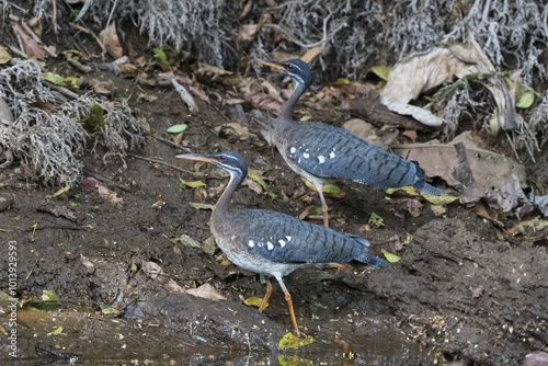 Sunbitterns (Eurypyga helias), Boca Tapada, Costa Rica, Central America photo