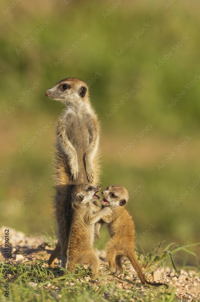 Fototapeta premium Suricates (Suricata suricatta), adult with two playful young on the lookout, during the rainy season in green surroundings, Kalahari Desert, Kgalagadi Transfrontier Park, South Africa, Africa